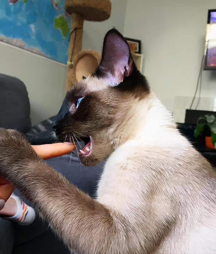 Why Do Siamese Cats Bite So Much?