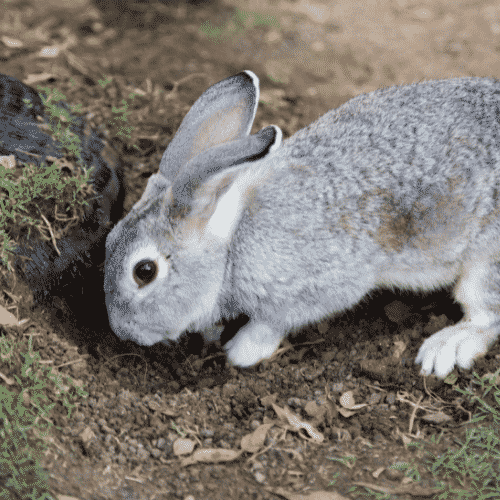 Do Rabbits Dig Holes to Have Babies?