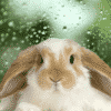 rabbit playing in the rain