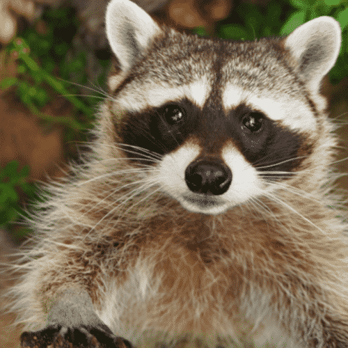 what are the best racoon names
