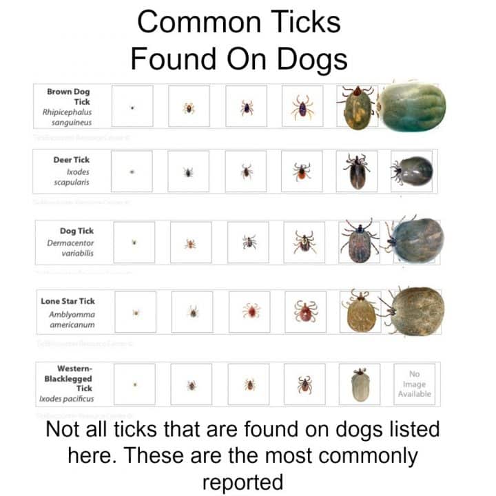 tick identification chart