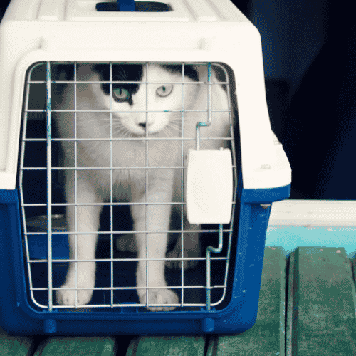 Can a Cat Sleep in a Carrier Overnight