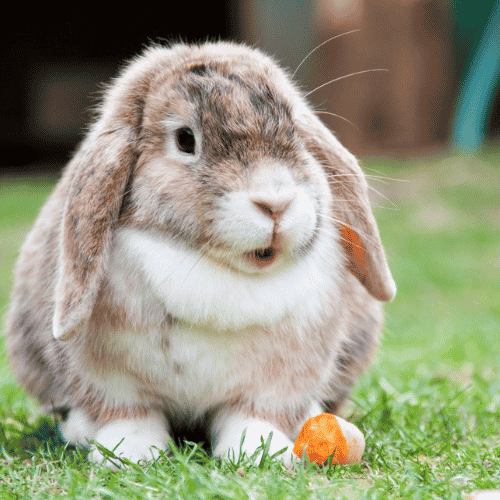 What are the cleanest animals - rabbits