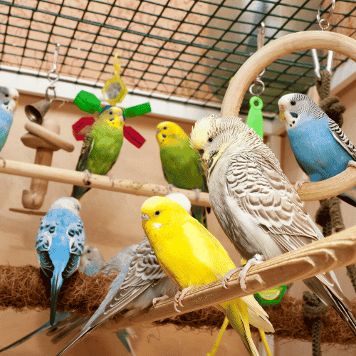What are the cleanest animals - budgies