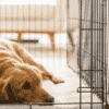 can a dog sleep in a crate with the door open?