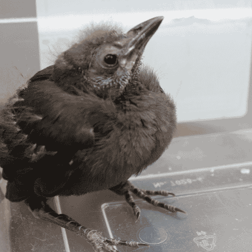 Grackle baby