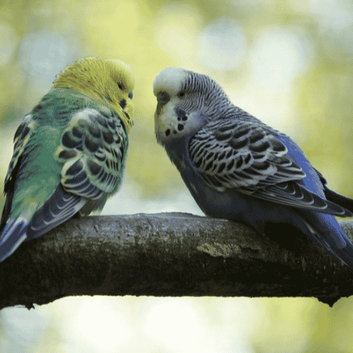 Why Do Budgies Sing In Their Sleep