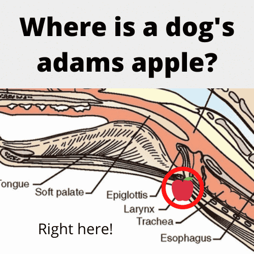 where is a dog's adams apple