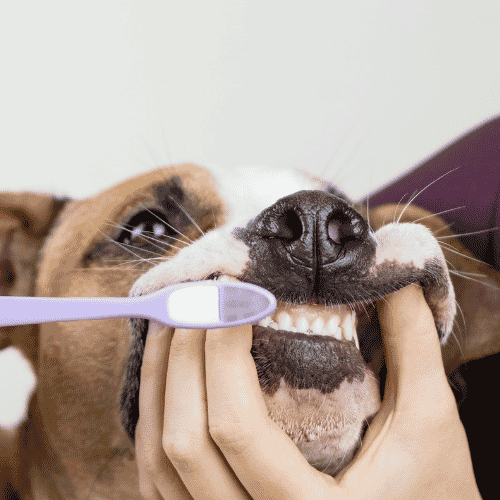neem oil dog toothpaste