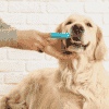 neem oil dog toothpaste