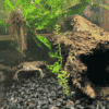 African dwarf frog tank