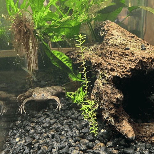 How Many African Dwarf Frogs In A 5 Gallon Tank? - Cute Pet Care