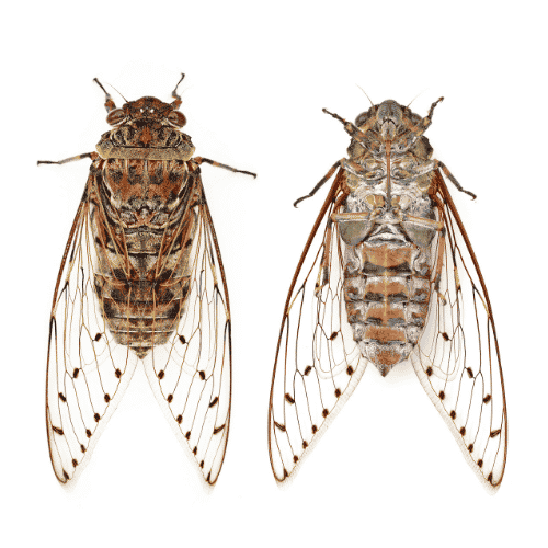 Can Bearded Dragons Eat Cicadas