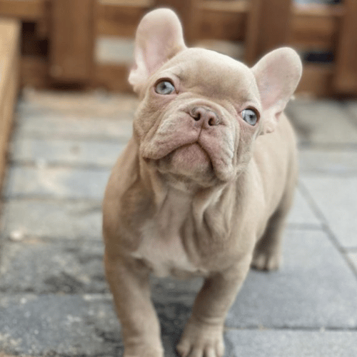 what colours are rare for french bulldogs