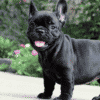 rare black french bulldog