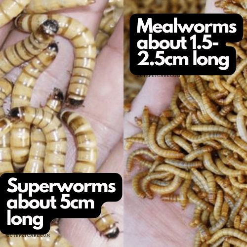 mealworms vs superworm comparison