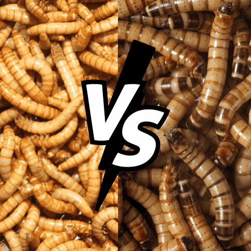 mealworms vs superworms