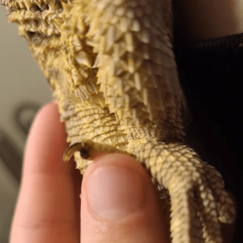 Scale rot example for bearded dragons