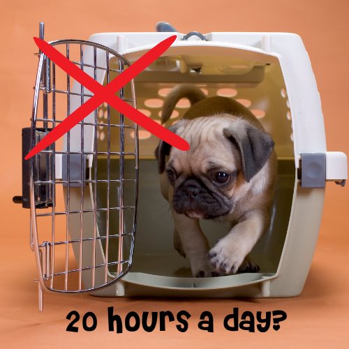 dog in crate 20 hours a day