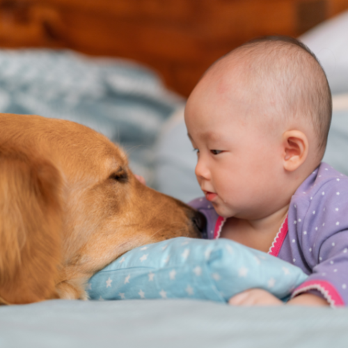 Dog Obsessed With a Newborn Baby