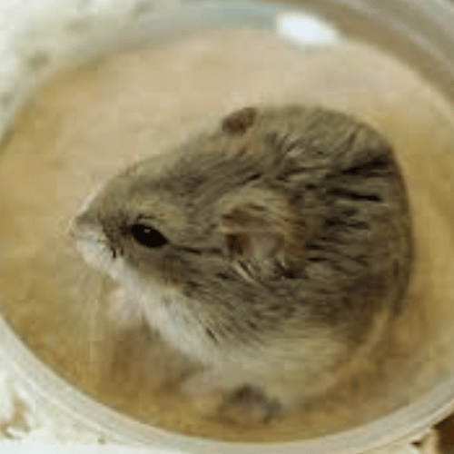 hamsters sand bath with reptile sand