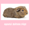 Agouti Guinea Pigs