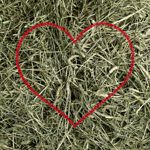 Timothy Hay Bedding with a heart