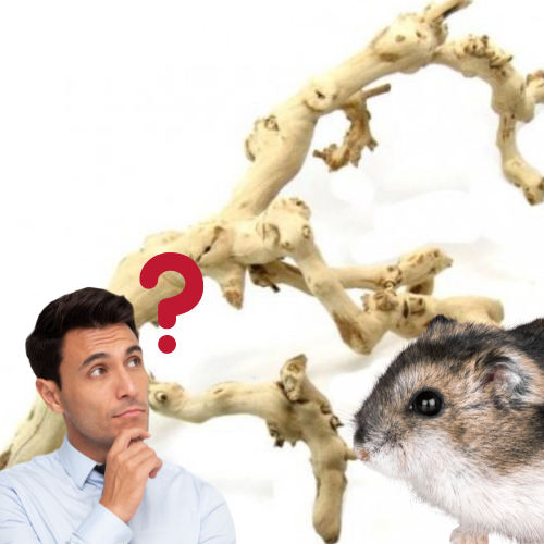 Man wondering if his hamster can have grapevine wood
