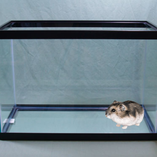 hamster in a 20 gallon aquarium tank