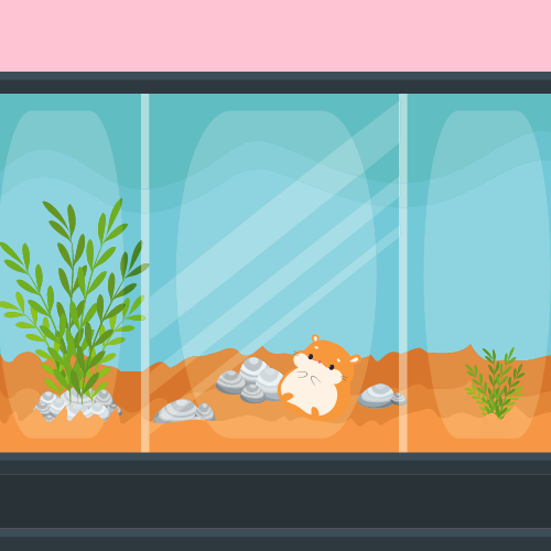 hamster living in an aquarium