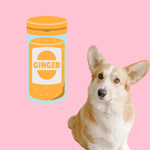 ginger ale for dogs