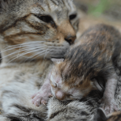 new born kitten with mother