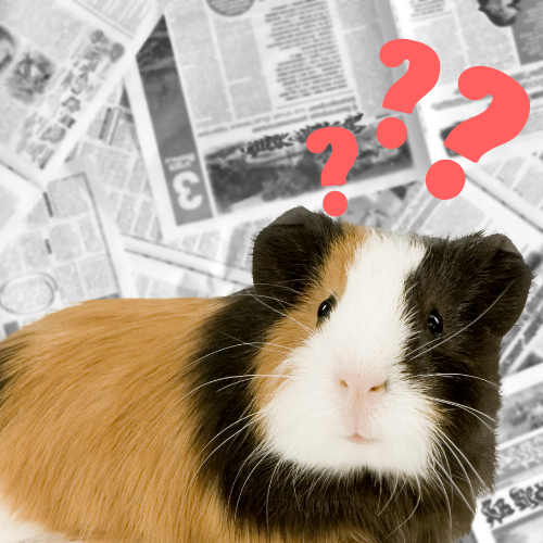 a guinea pig wondering if he can eat newspaper