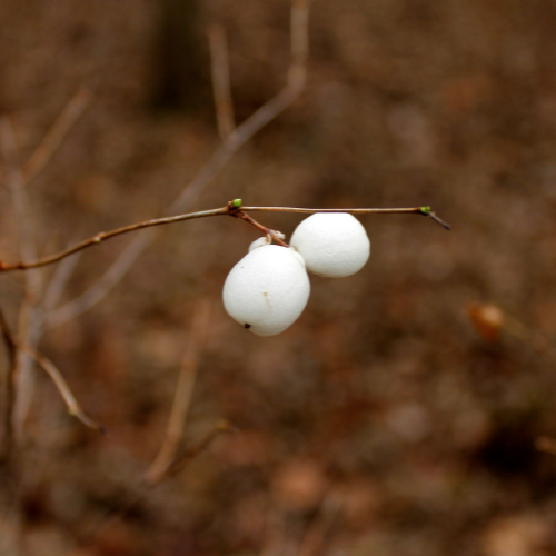 Example of a snowberrie