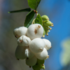 Snowberries are toxic for dogs