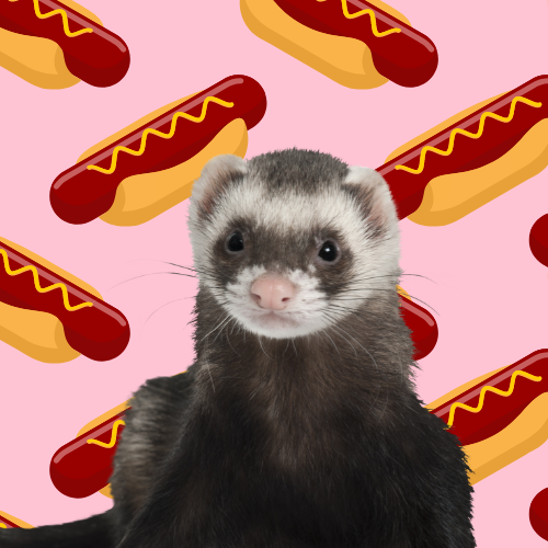 ferret with hotdog background