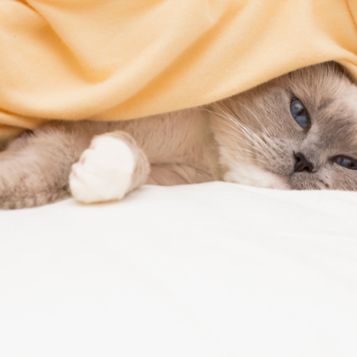 grumpy cat in bed