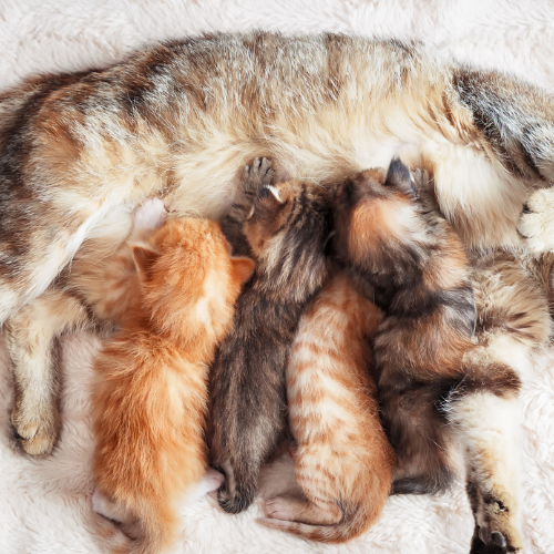 mother cat feeding her kittens