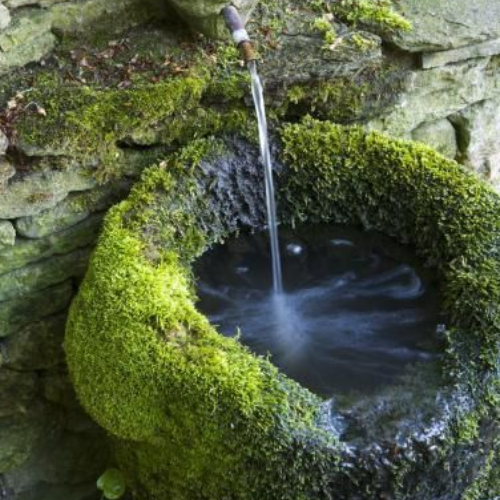moss water for cats