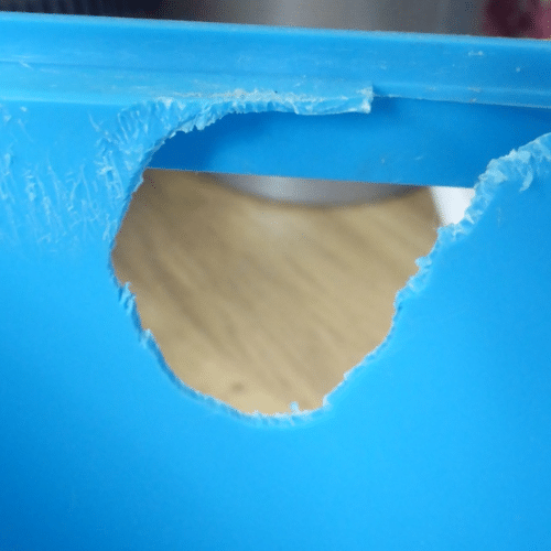 hamster chewing through plastic box