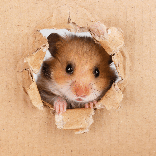 hamster peaking out of carboard tunnel