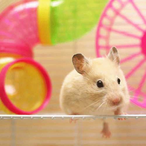 hamster cute infront of tunnel