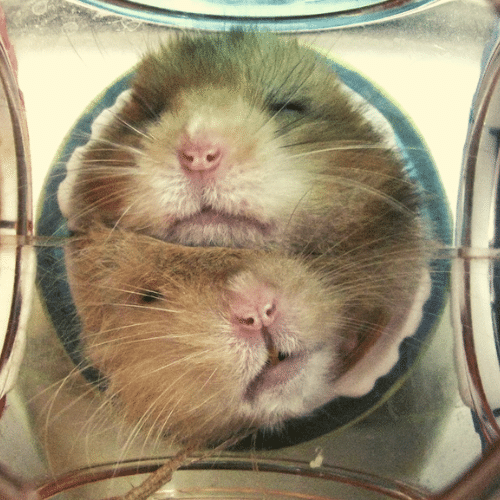 two hamsters sleeping in a tunnel