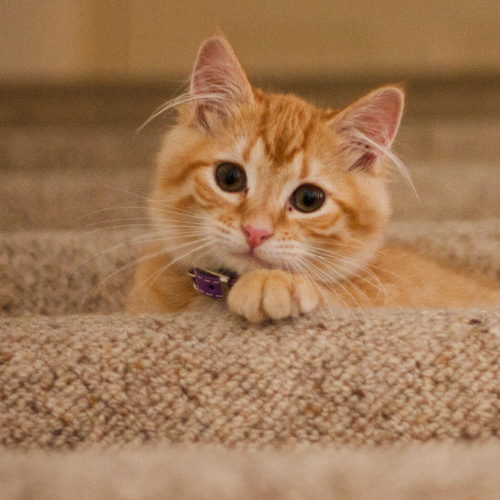 cat climbing stairs