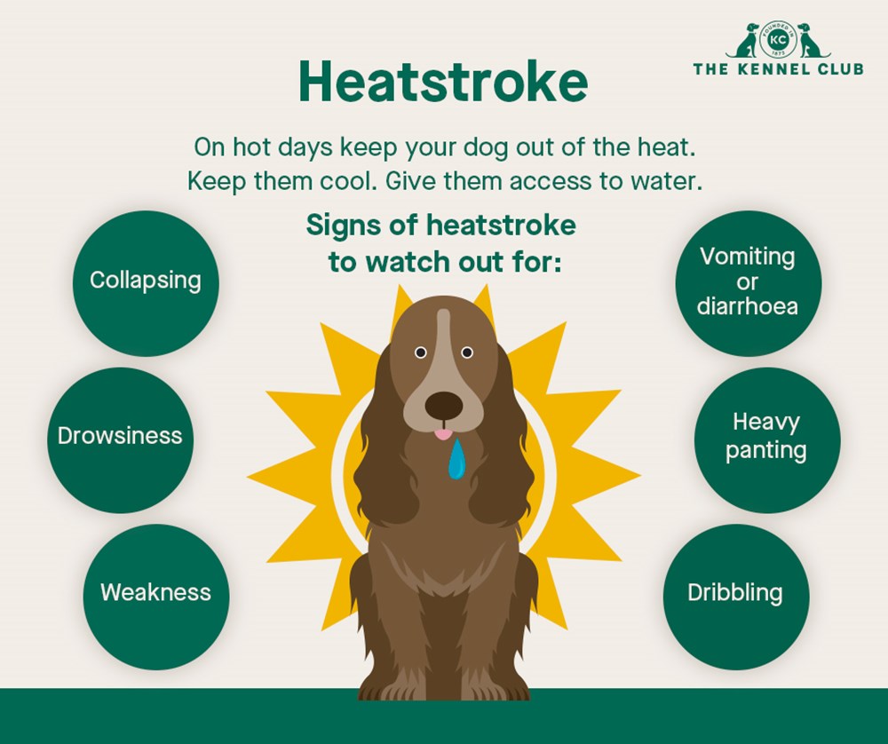 dog heat stroke infographic
