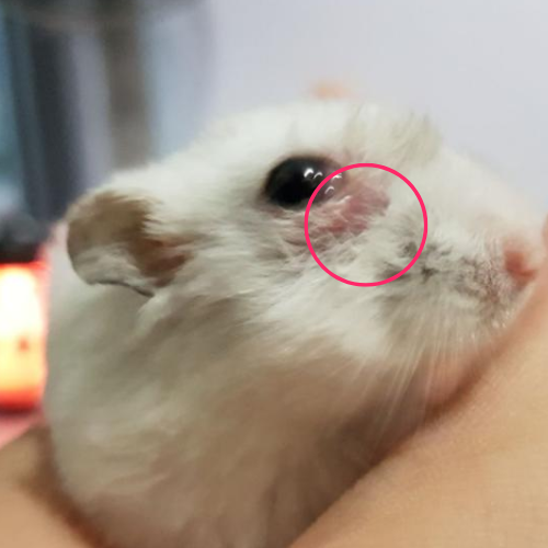 Can a hamster eye infection kill a hamster