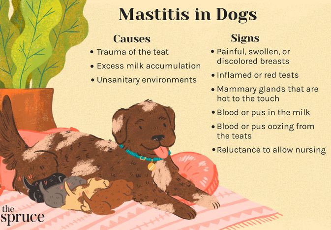 mastitis in dogs
