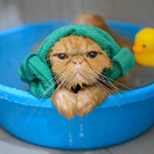 cat in a bath looking angry