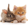 are rabbits and cats related