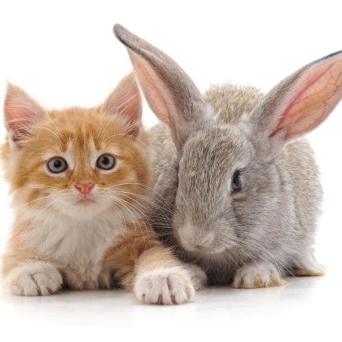 are rabbits and cats related 2